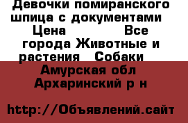 Девочки помиранского шпица с документами › Цена ­ 23 000 - Все города Животные и растения » Собаки   . Амурская обл.,Архаринский р-н